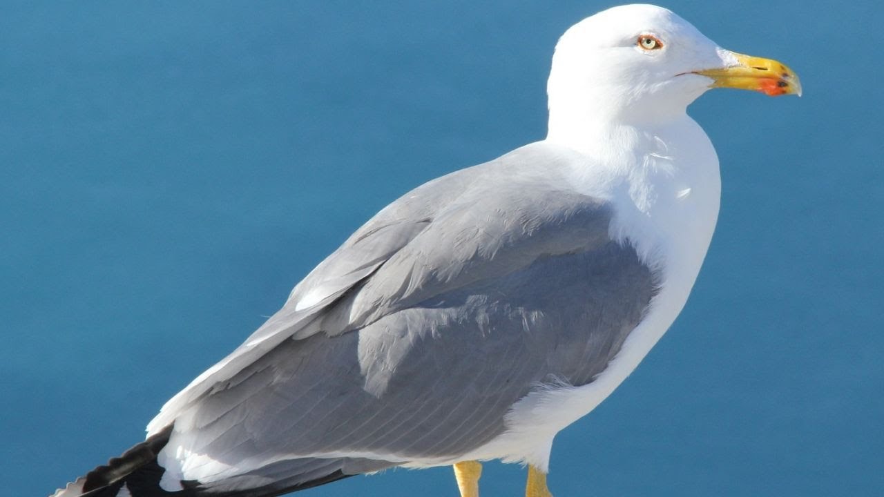 Seagull Sounds | Seagull Sound Effect | Seagull Calls | Seagull Cries | Seagull Noises | No Music