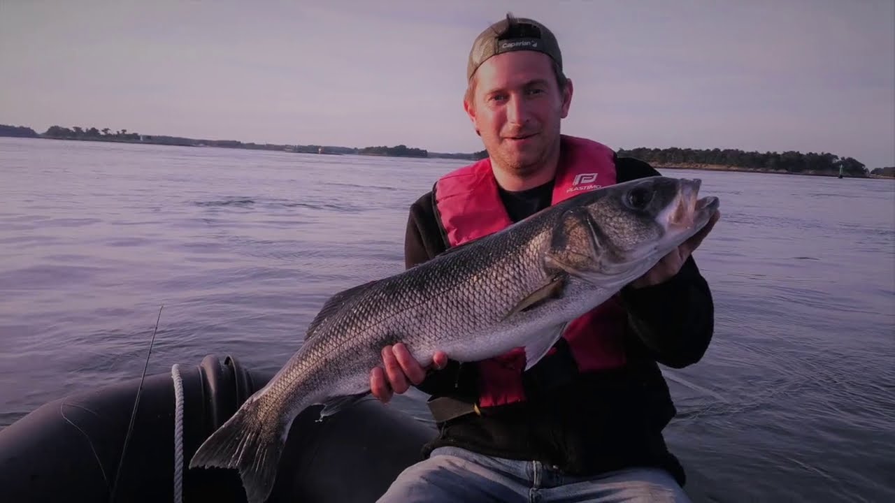 Peche loup bar taille XXL Morbihan