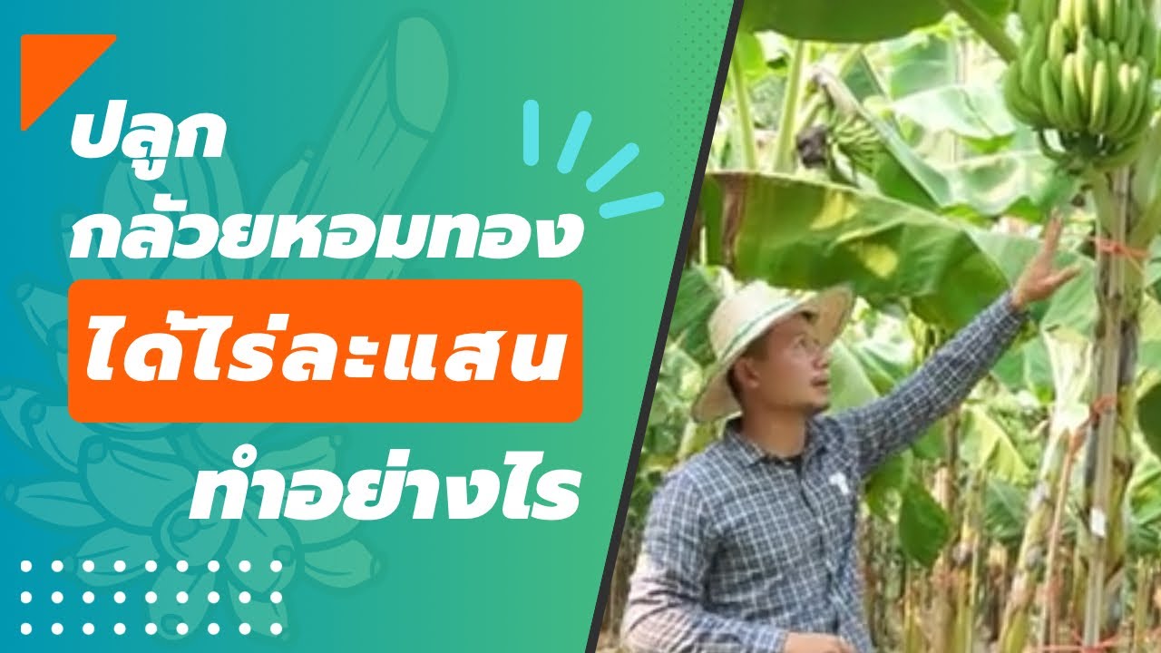ปลูกกล้วยหอมทองได้ไร่ละแสนทำอย่างไร