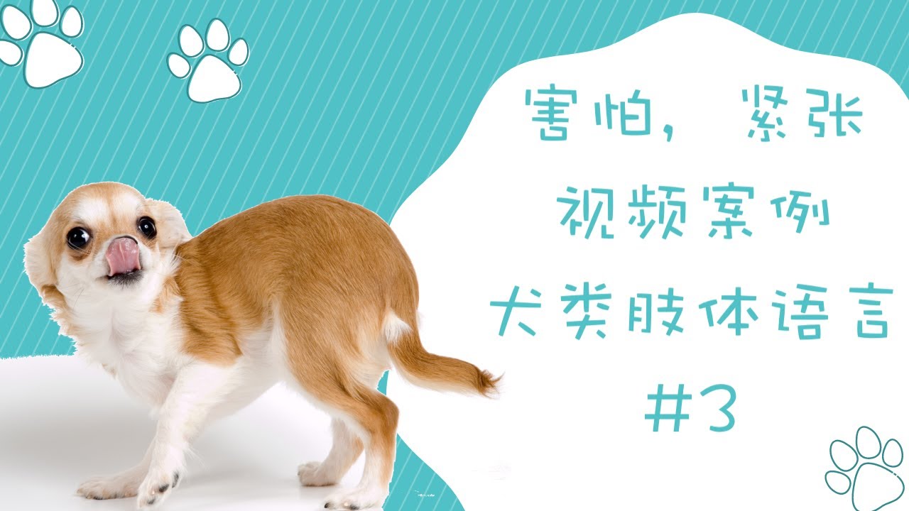 视频案例，狗狗肢体语言（害怕，紧张，焦虑）狗狗肢体语言#4