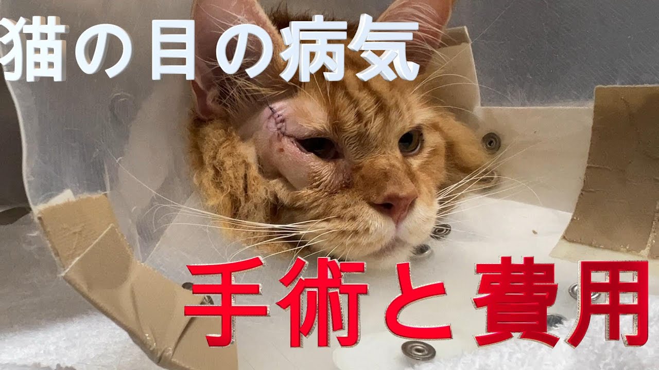 【猫の目の病気】眼瞼内反症手術後の経過と治療費公開