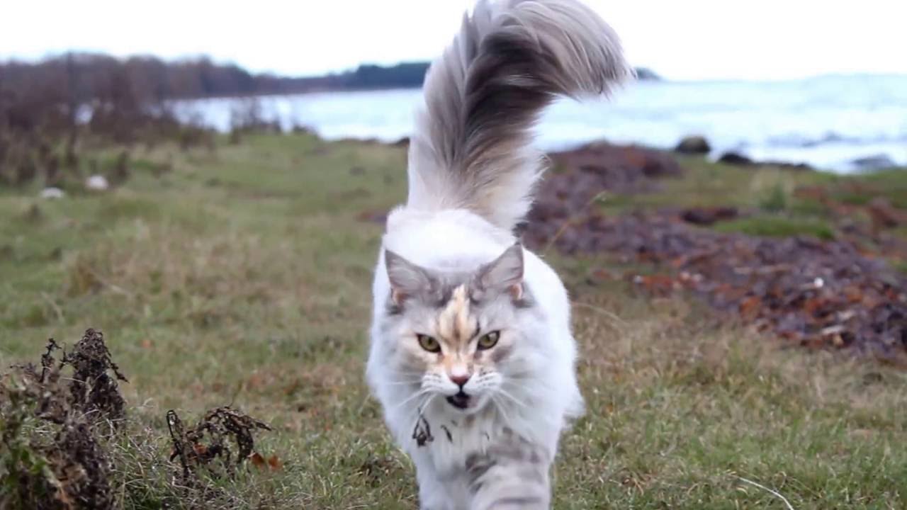 Molly, the Maine coon cat on a walk