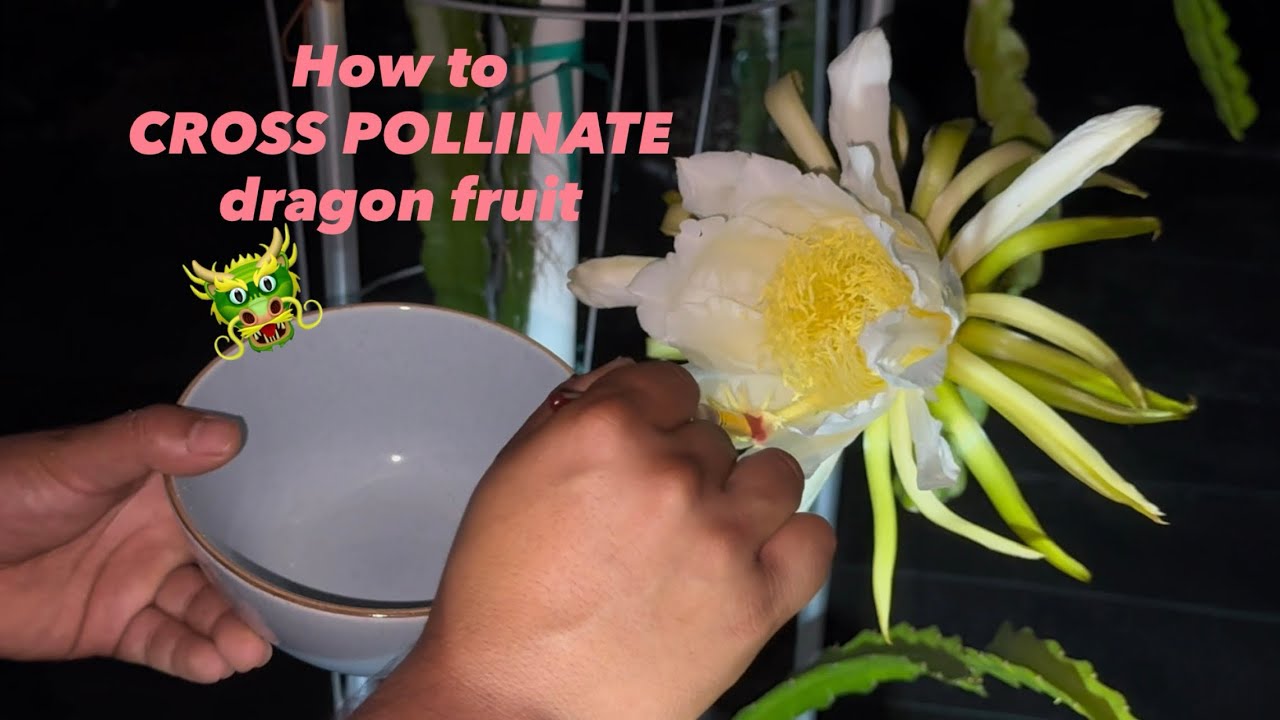 This is HOW to CROSS POLLINATE dragon fruit