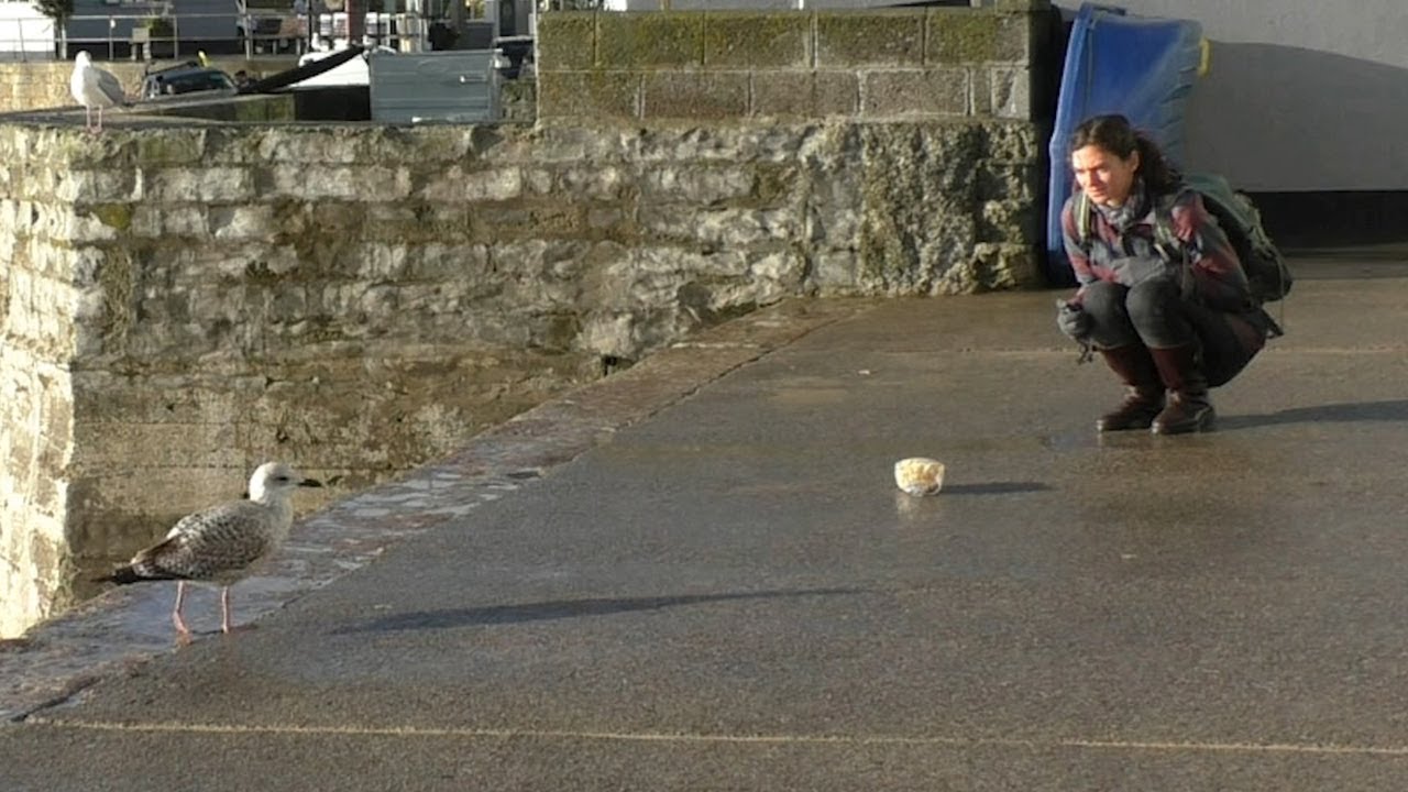 Staring at seagulls could save your chips
