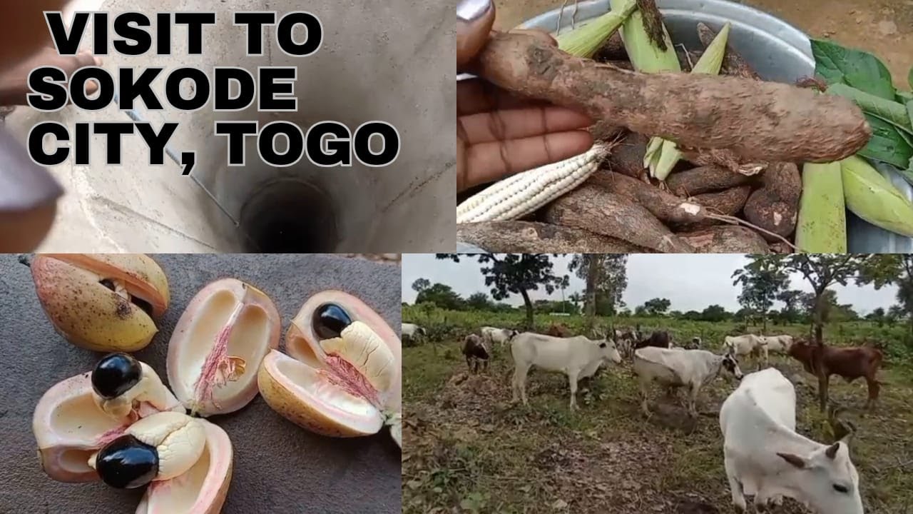 This Is Why I Traveled To Sokode, Togo West Africa.| Visiting Farmland, Land and Cows.