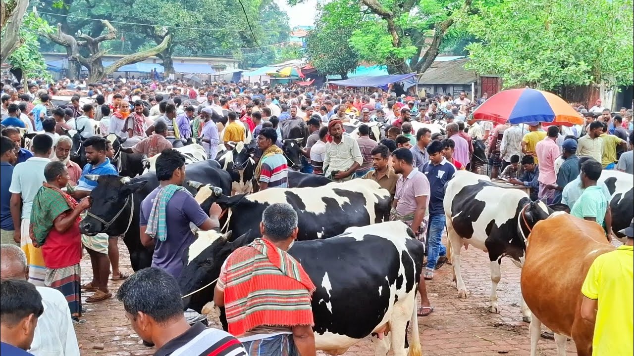 ২২/৯/২৫/কম দামে কিনতে পারবেন বাংলাদেশের বৃহত্তম ফ্রিজিয়ান গাভী গরু,বগুড়া দুপচাঁচিয়া ধাপের হাট।