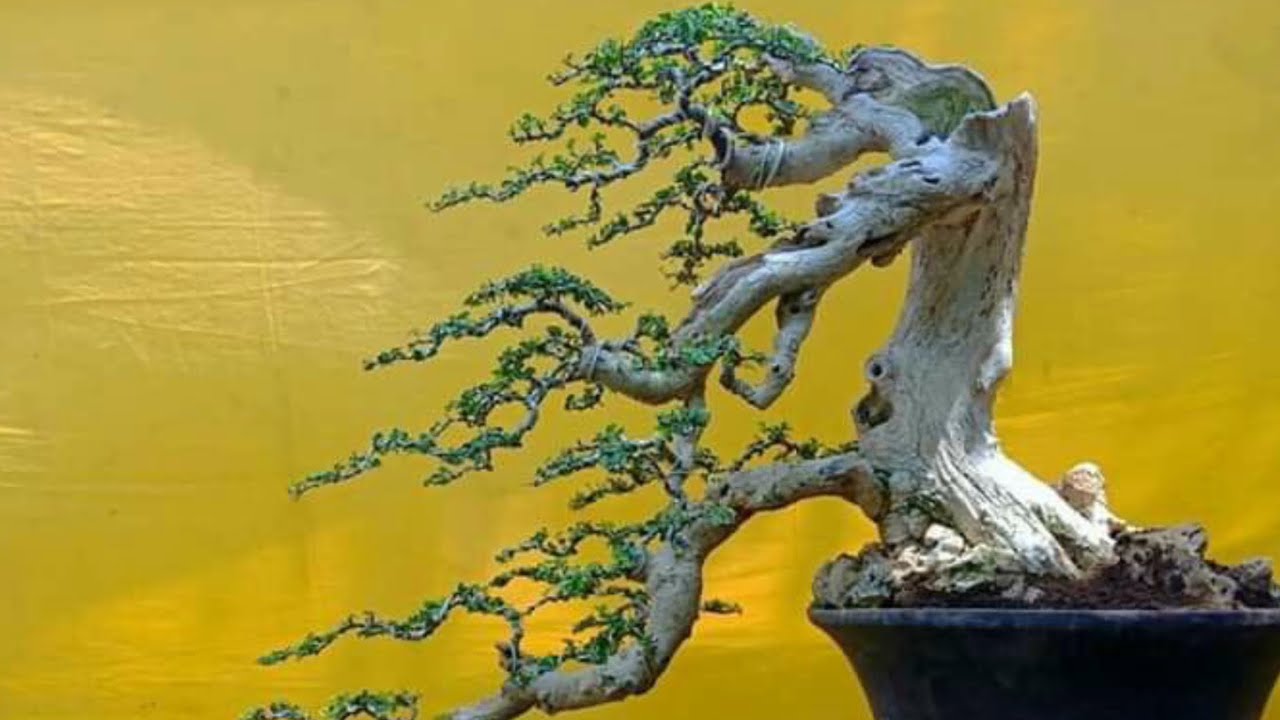 Học cách làm cây bonsai Idonesia