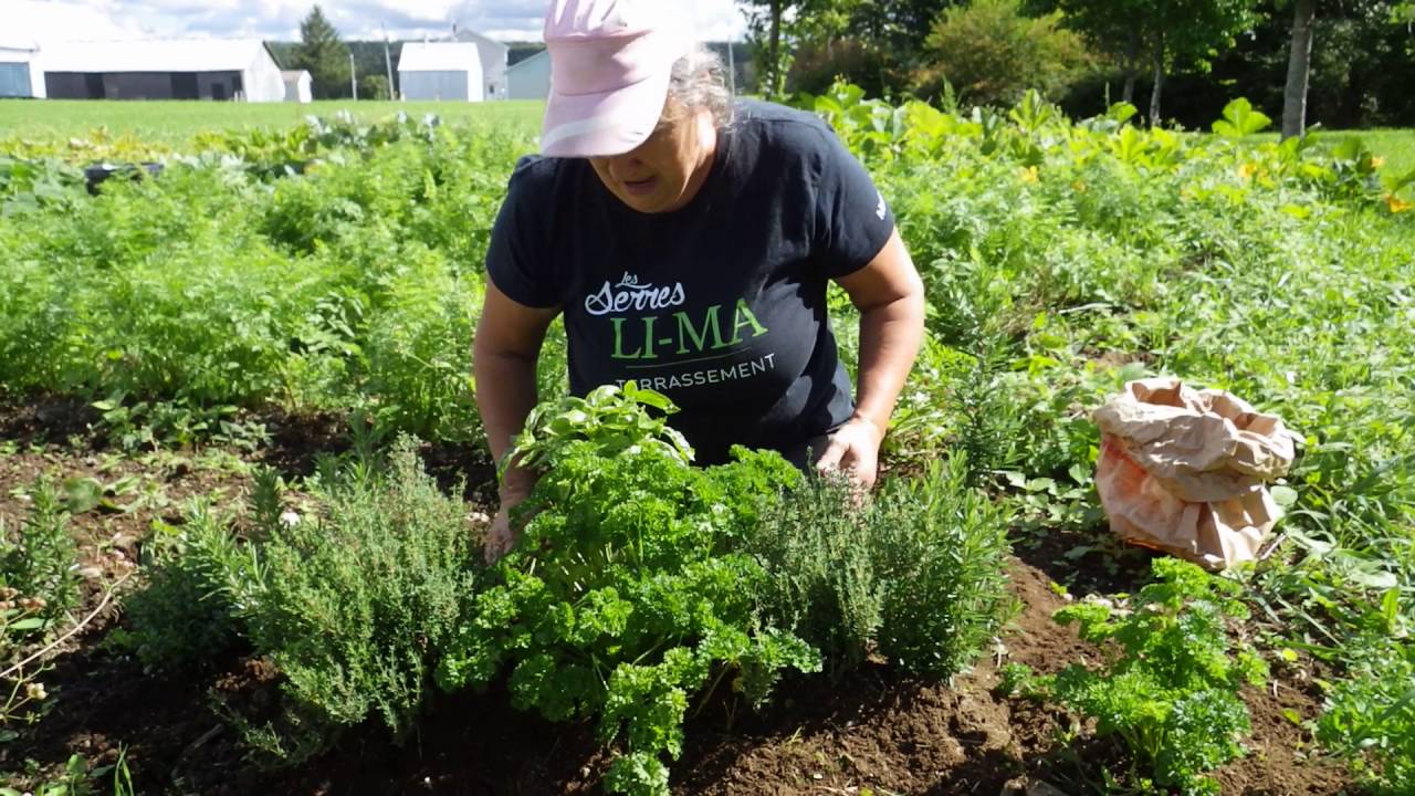 Comment récolter et sécher les fines herbes - capsule hebdomadaire 26 2016 - Marthe Laverdière