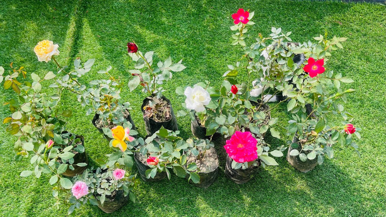 Huge exotic rose plant shopping|Holi special  roadside plant nursery tour & plant haul with price 🌹
