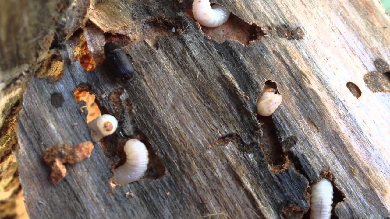 Bark beetles at work