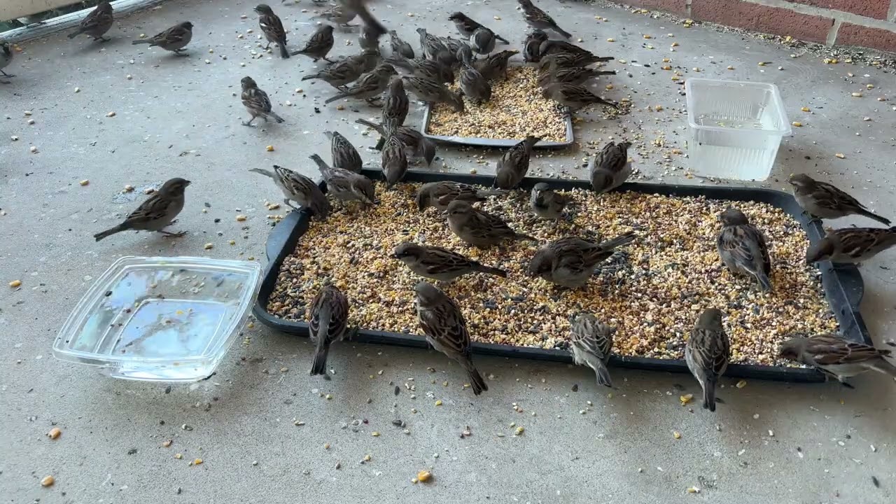 A Quiet Moment with Birds and Squirrels