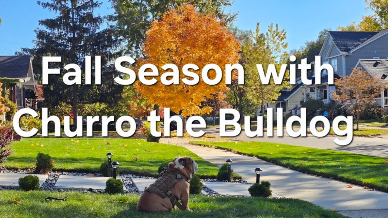 Fall 2025 through the eyes of a Bulldog