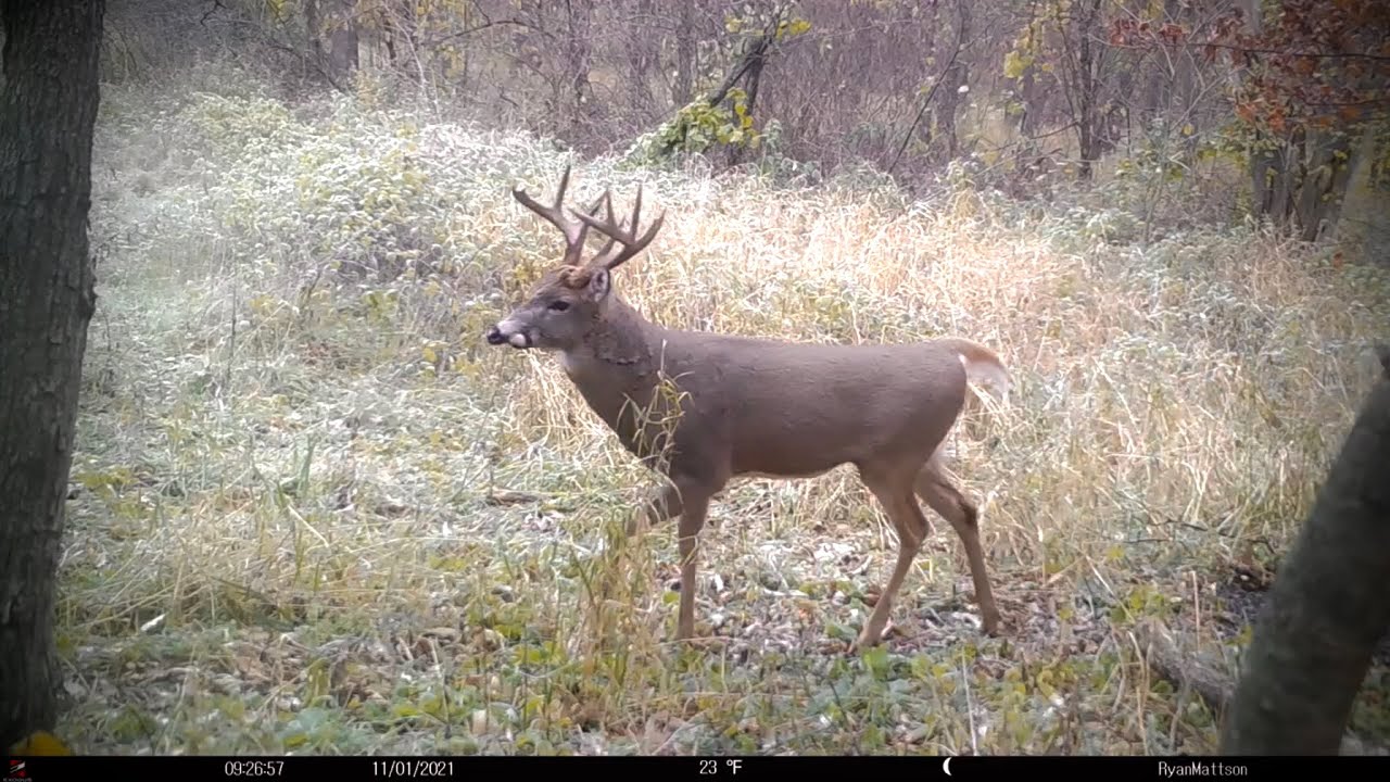 Old Iowa Public Land Warrior