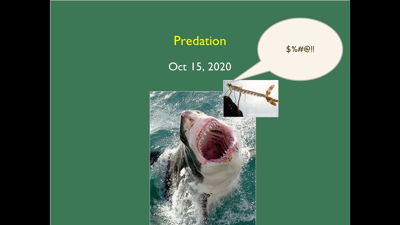 Fall 2020 ENVR 343 10 15 20 Predation