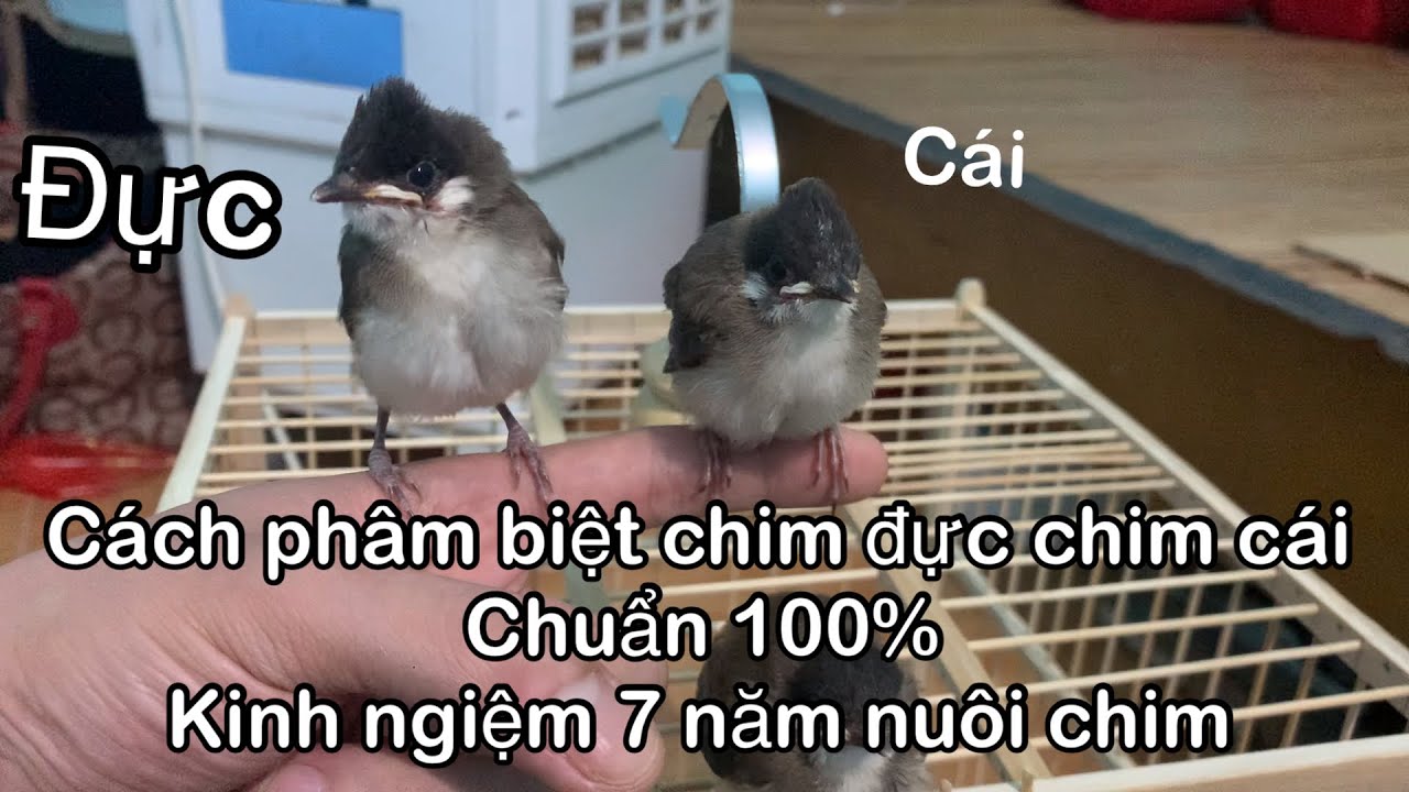 Cách phân biệt chào mào non đực hay cái chuẩn 100%