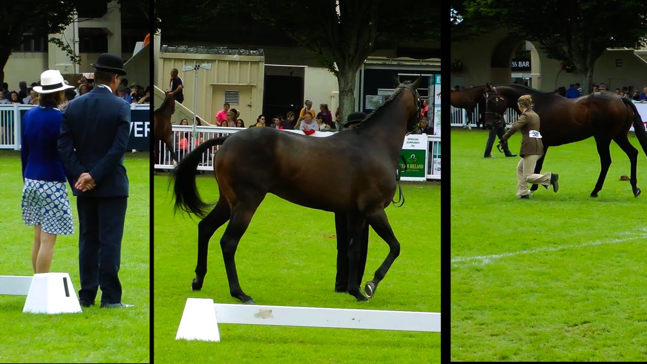 RDS Dublin Horse Show Thoroughbed Stallion Class 2015 Croker Cup