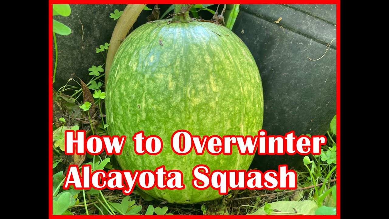 Как перезимовать многолетнюю тыкву Alcayota Cucurbita Ficifolia