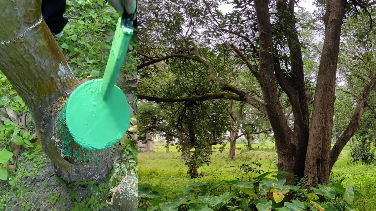 big mango tree pruning /बड़े आम के पेड़ की कटाई और छटाइ