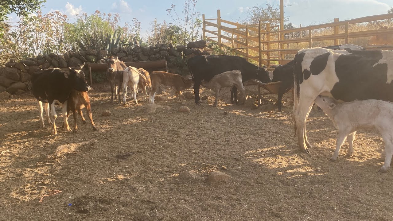 Se Alimentan 14 Becerros con 7 vacas Lecheras (Así se trabaja en El Rancho ELCAPULIN)