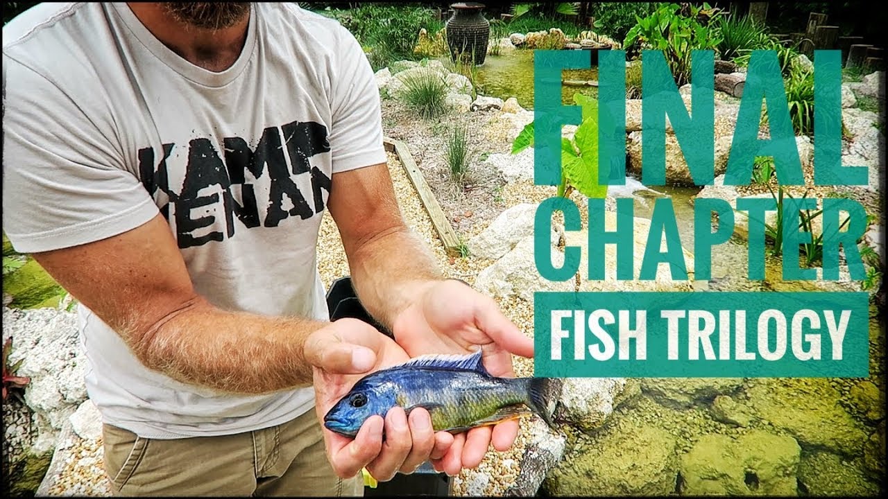 Meet the Insignus! (Fish Trilogy final chapter)