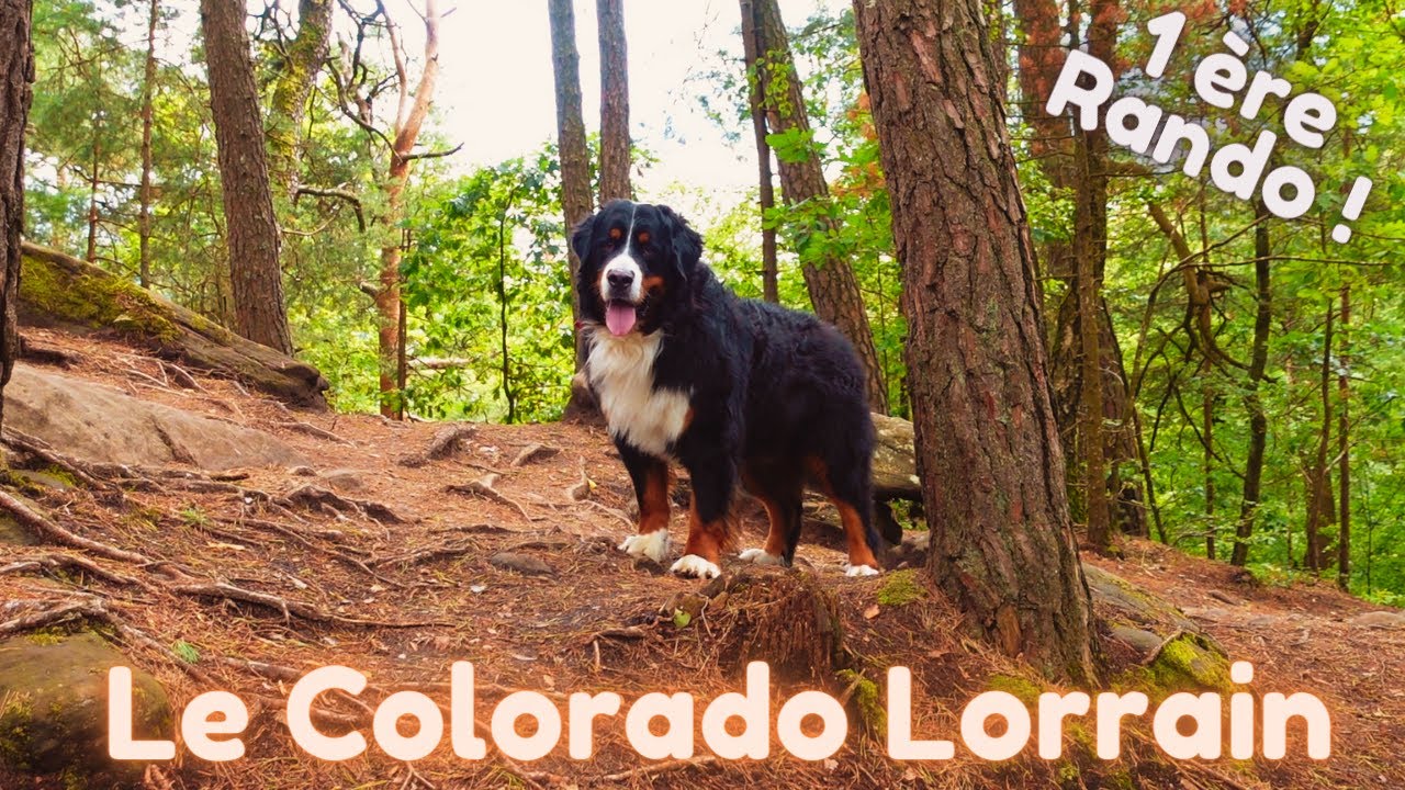 Mon chien bouvier bernois fait sa première randonnée au Colorado Lorrain !
