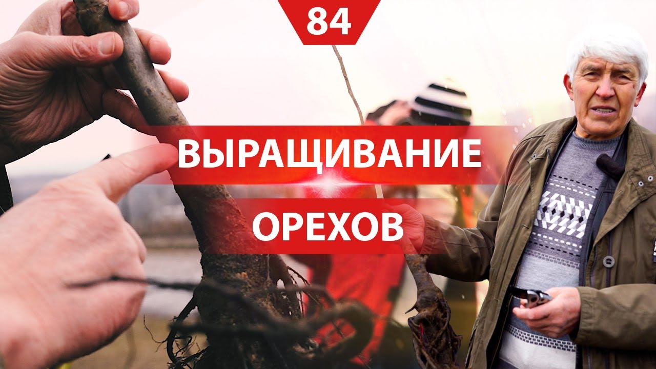 Ореховый сад. Посадка и выращивание. Ореховод Николай Киктенко в Молдове
