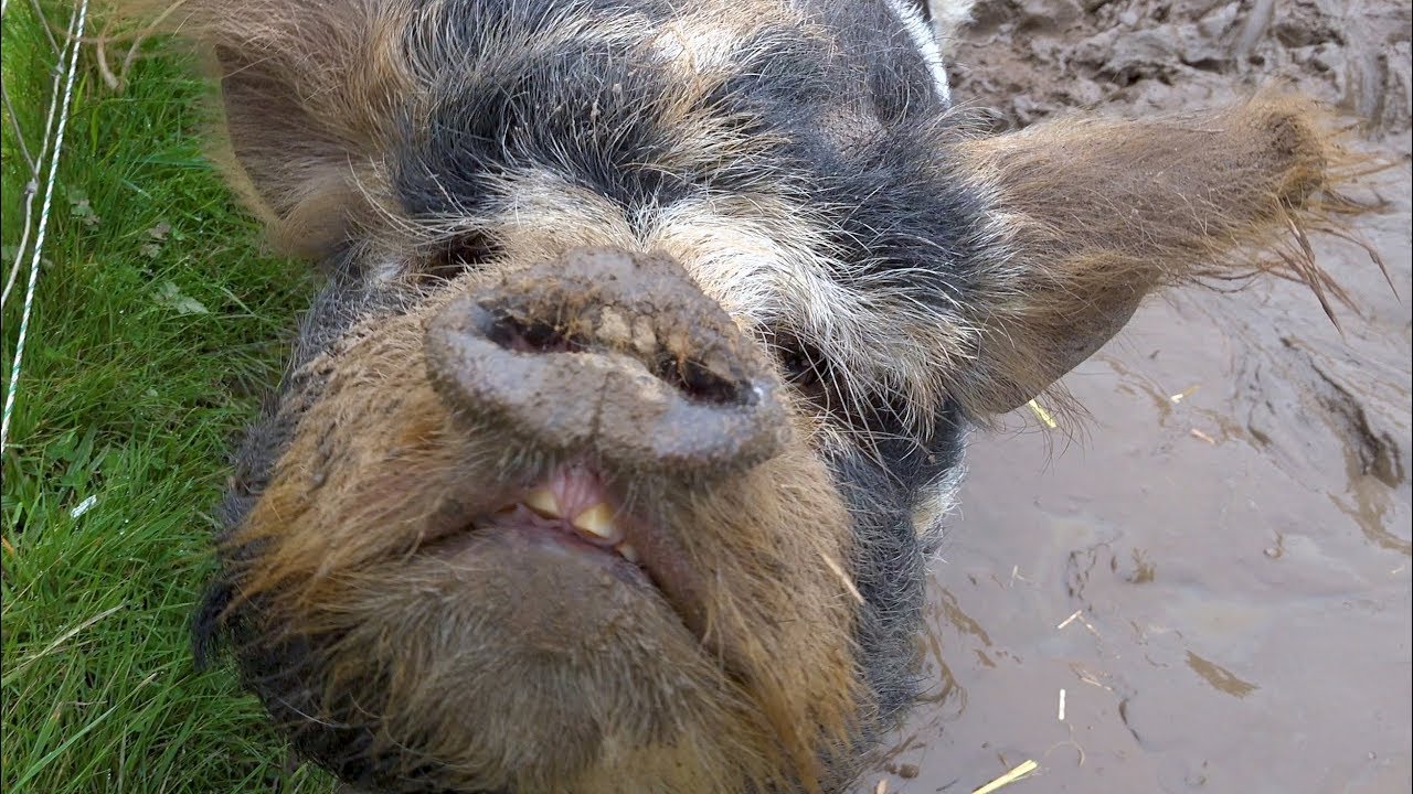 Hillside Animal Sanctuary - West Runton Norfolk UK