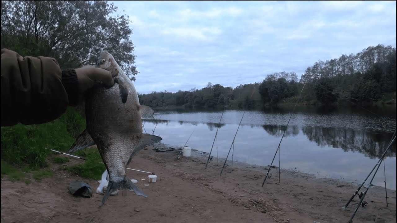 Поймал Чехонь. Подлещик. Рыбалка на реке Луга.
