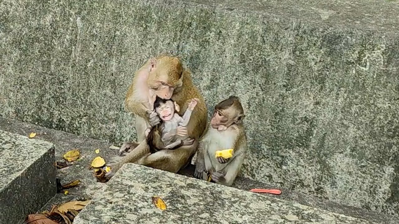 The mother monkey was very angry because her child wouldn't stay quiet