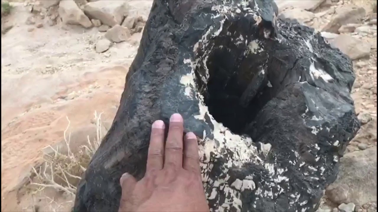 غابة طويق المتحجرة