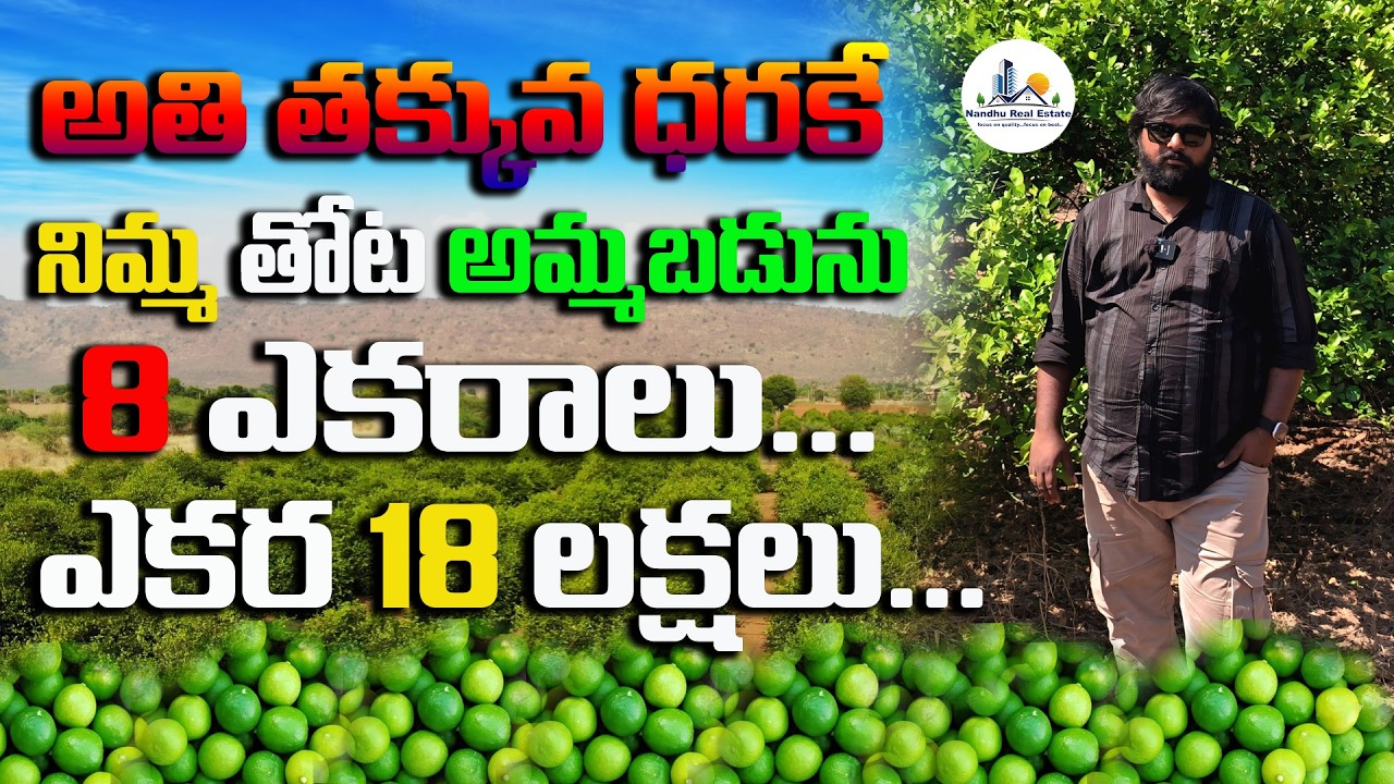 Lemon Plantation for Sale Best Farming Investment Opportunity one acre 18 lakhs@NandhuRealaEstate