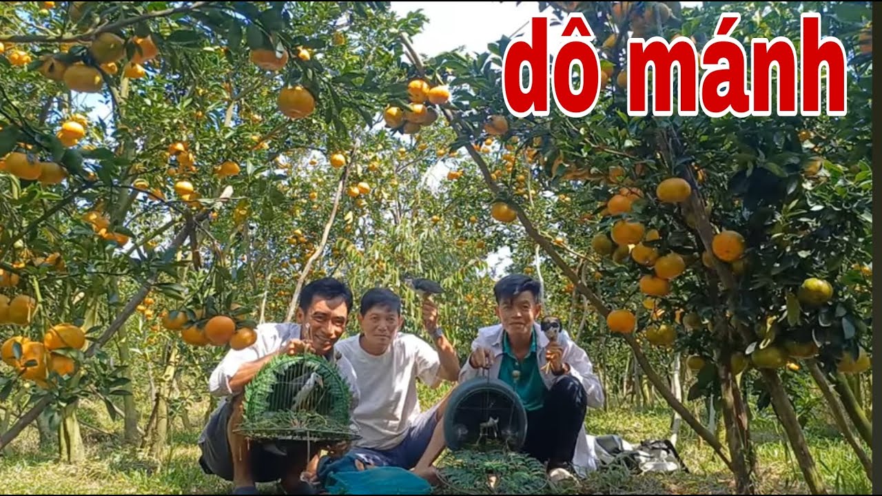 Đi Lai Vung Bẫy Quốc Vườn Quýt Hồng Lạc Vào Động Quốc # SĂN BẮT ĐỒNG THÁP #