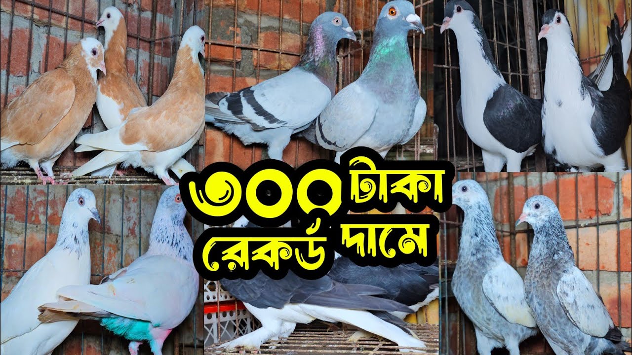 রেকর্ড দামে ৩০০ টাকা পিস পাকিস্তানি টেডি,শাহরানপুরী,দামাসিন,গিরিবাজ কবুতর কিনুন | কবুতরের ফেরিওয়ালা 