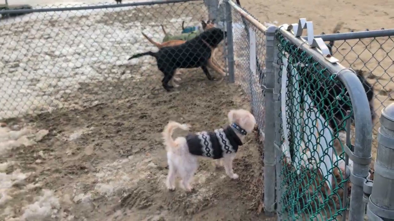 North Quabbin Dog Park on Airport Street in Orange, Massachusetts 1/13/25 with Bella and Willie 