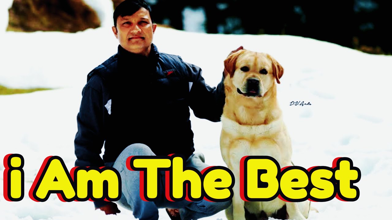 Import Champion Labrador Dogs & Puppies In India | India&rsquo;s Best Labrador Breeder Mahipal Choudhary