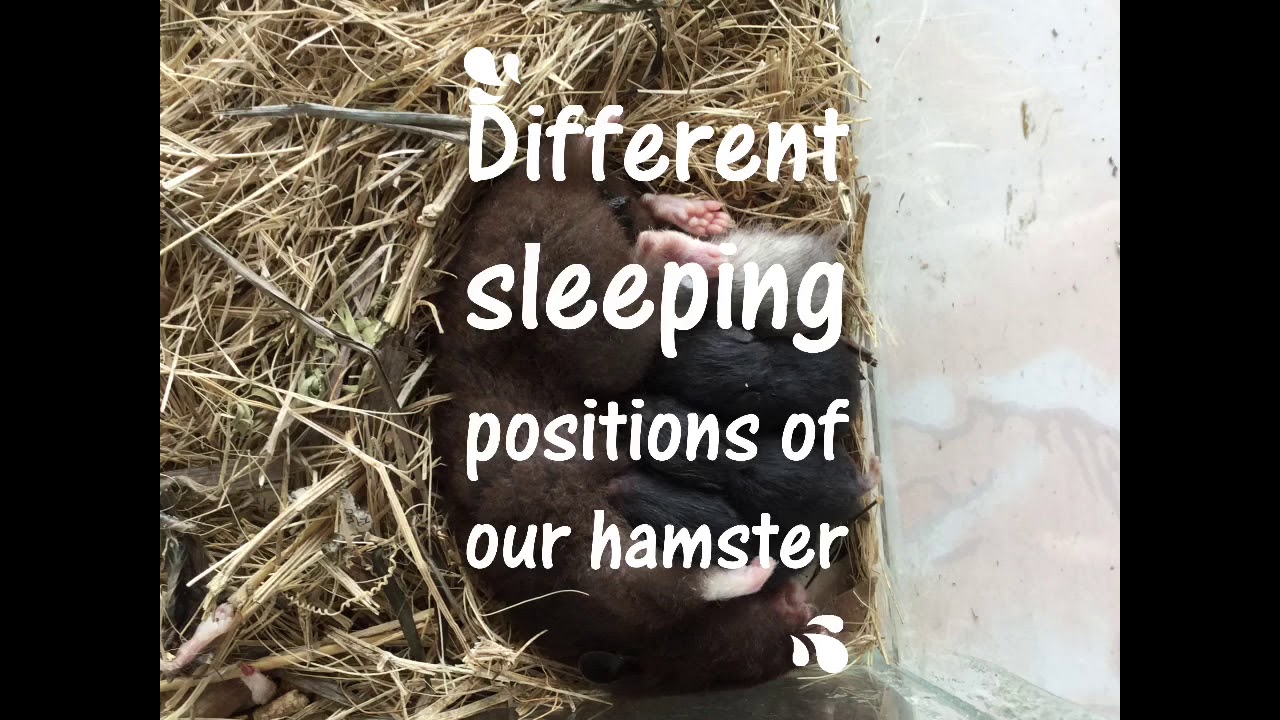 Different sleeping positions of hamster... #hamster #borongancity #loveforanimals