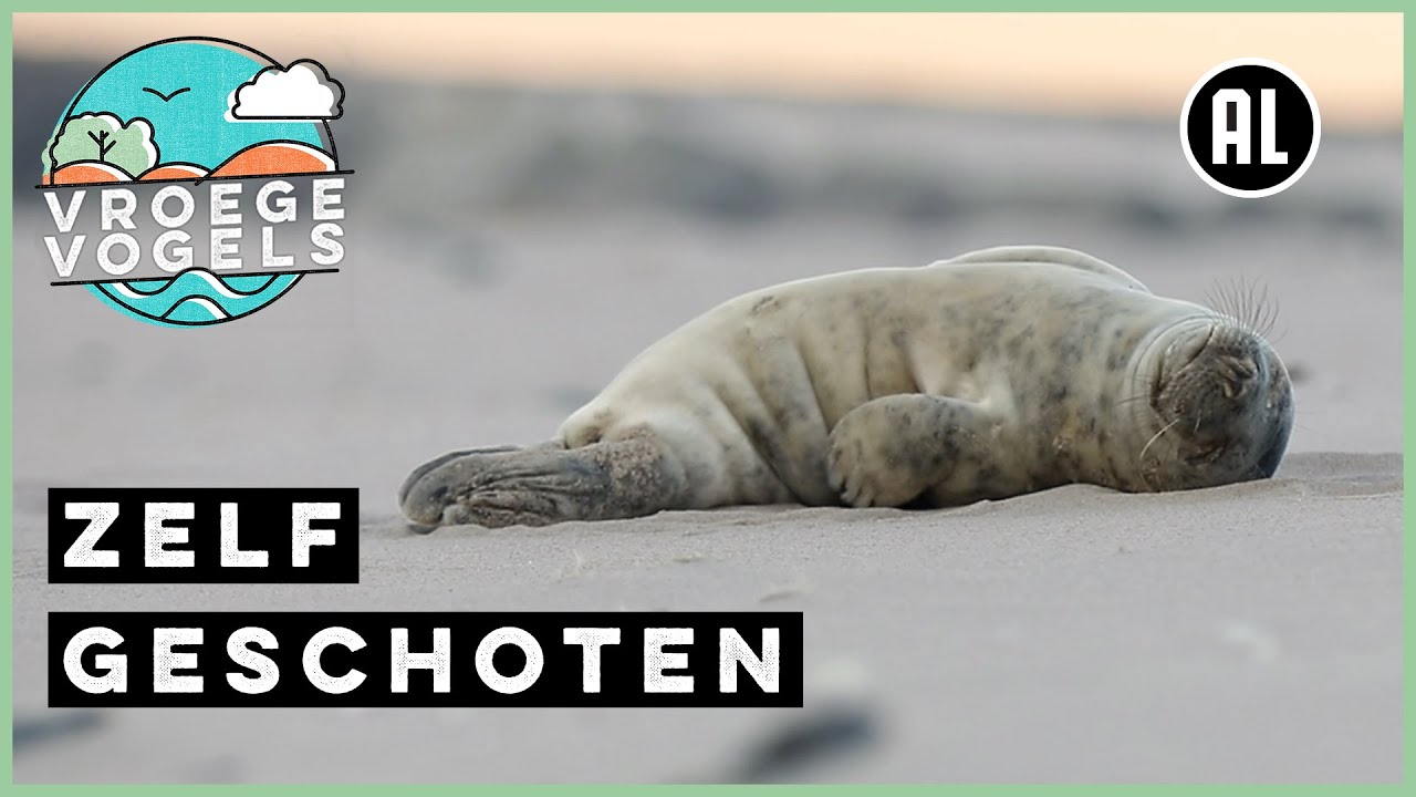 Luie jonge grijze zeehond | Zelf Geschoten | Vroege Vogels