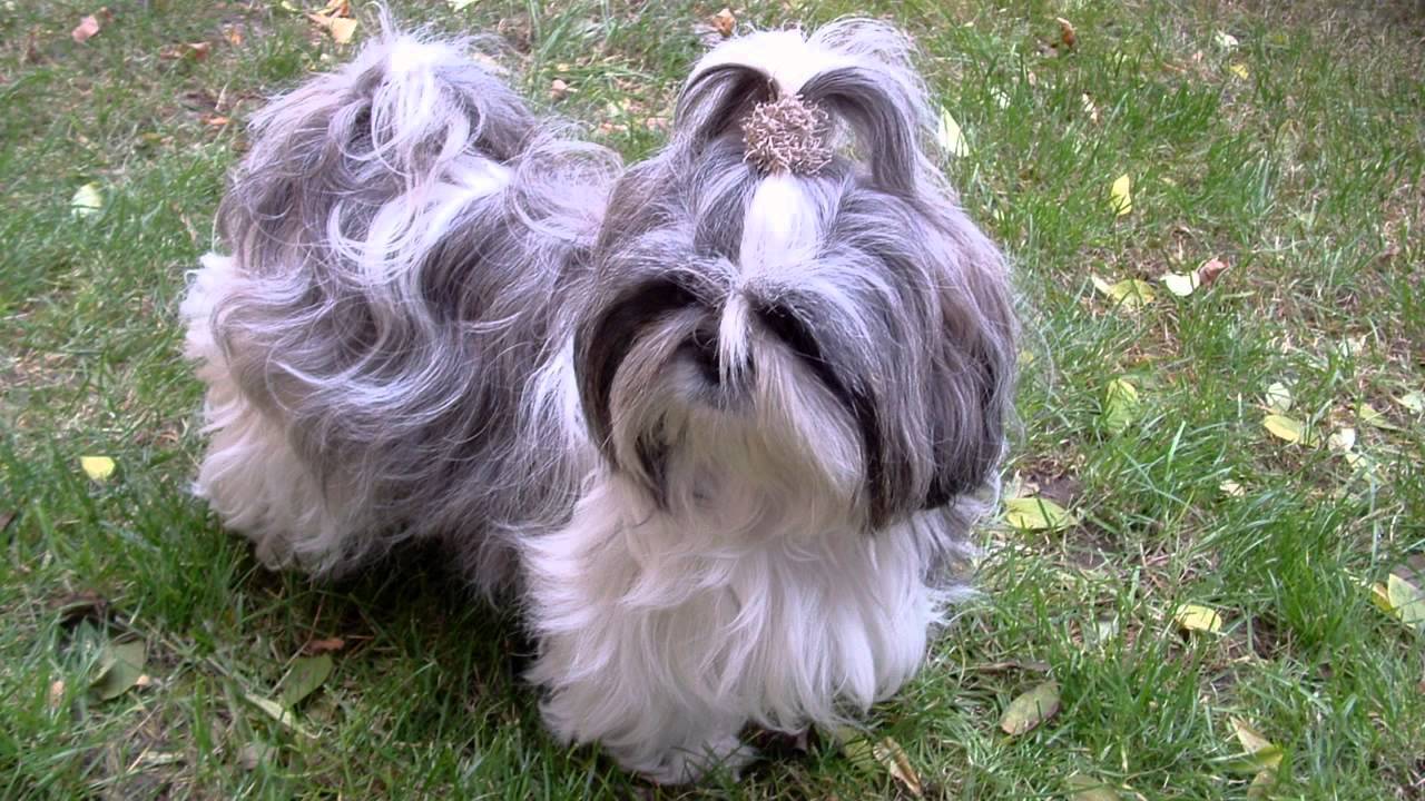 Zesp&oacute;ł Pod Budą - Spacer z psem - Ajka rasy Shih-Tzu