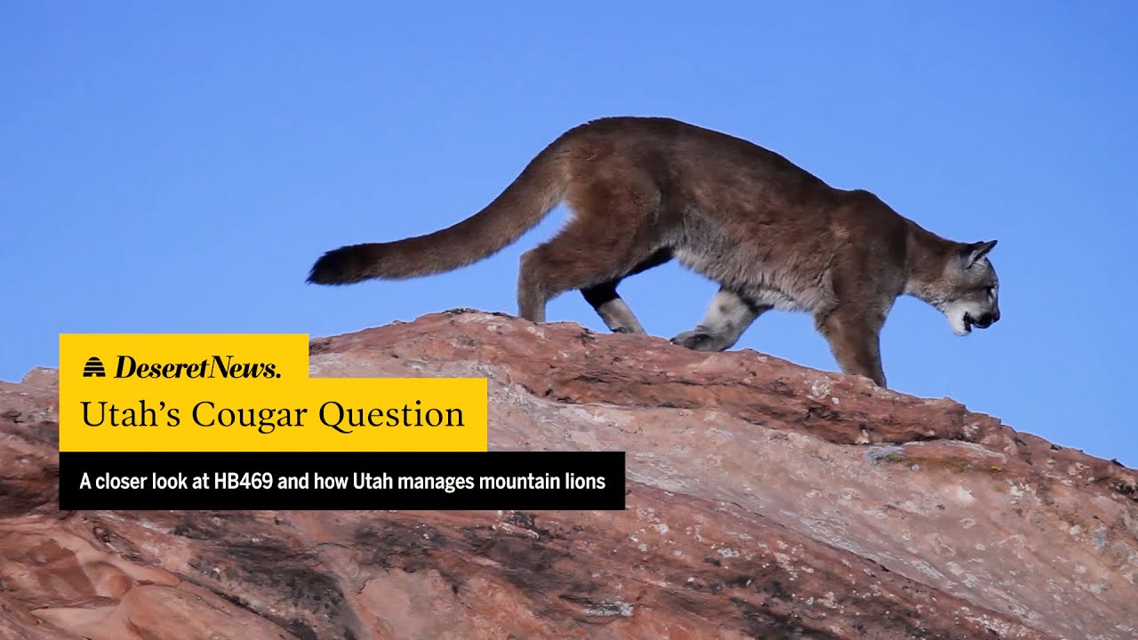 Utah&rsquo;s Cougar Question