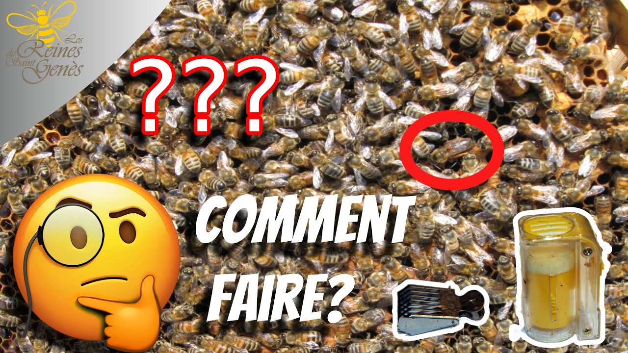 Tuto recherche de reine et marquage, ou comment trouver la reine? #apiculture