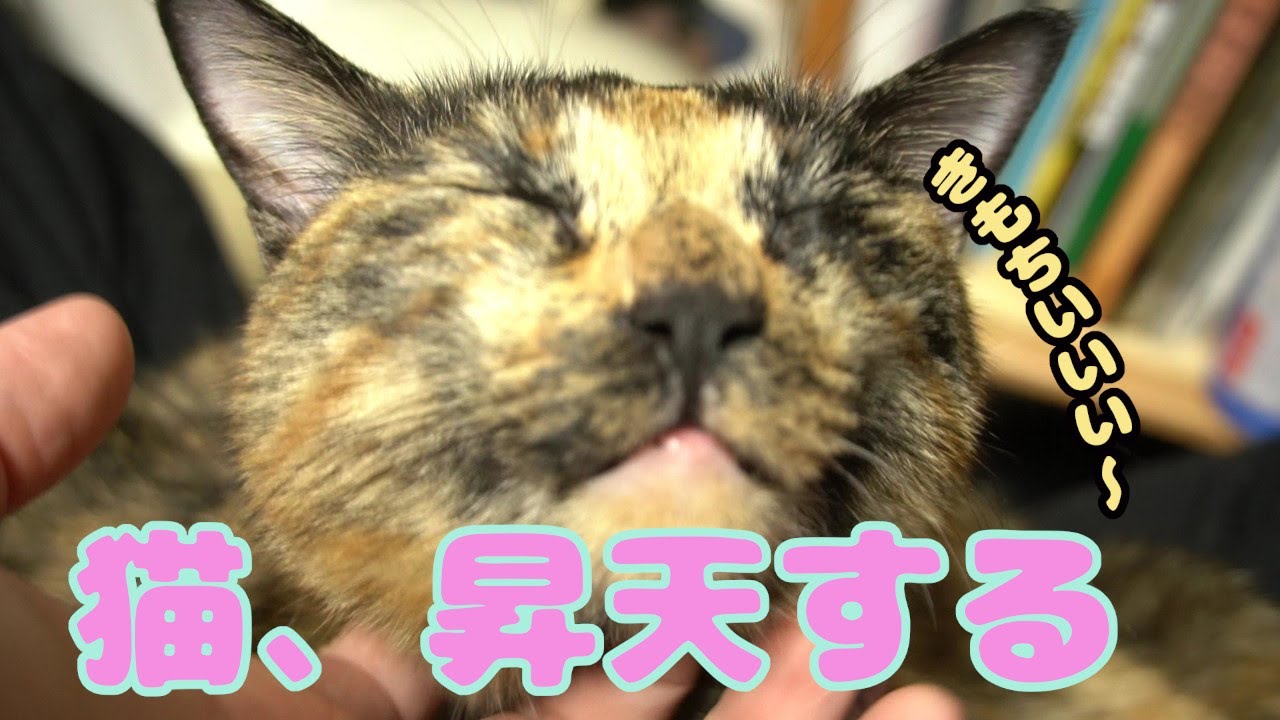 【猫の日常】膝の上にサビ猫が乗ってきたのでひたすら揉み込んでみたら、ねこが液体になった【猫マッサージ】