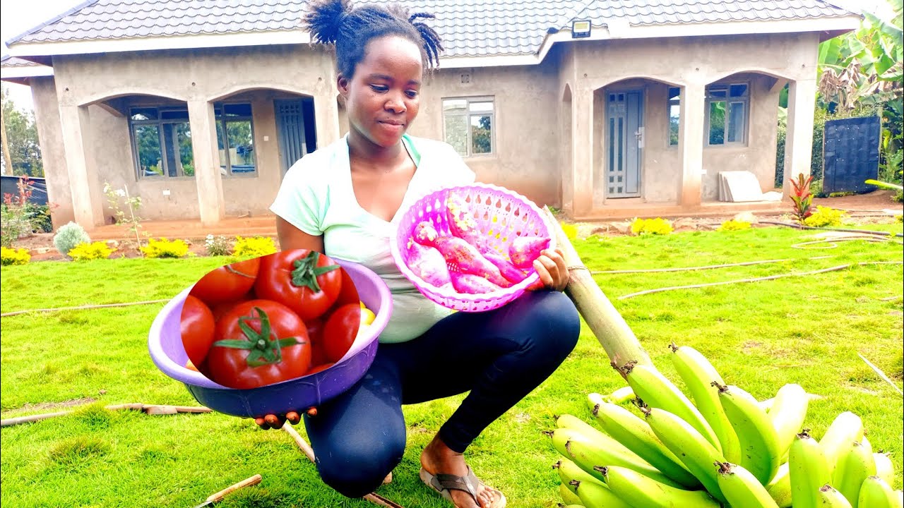 Harvesting Day in our countryside home|| Bananas, Sweet Potatoes, and Garden Veggies
