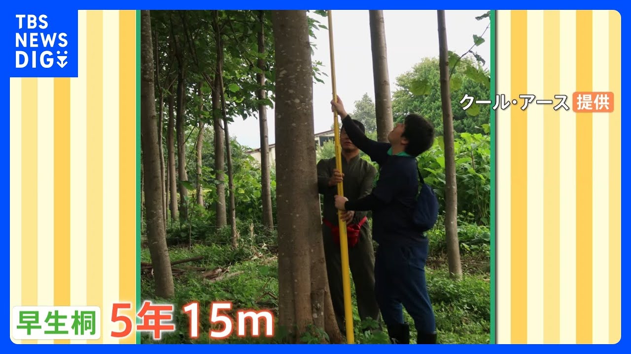 植樹が世界を救う！？5年で15mにまで成長する「早生桐」が大注目！｜TBS&nbsp;NEWS&nbsp;DIG