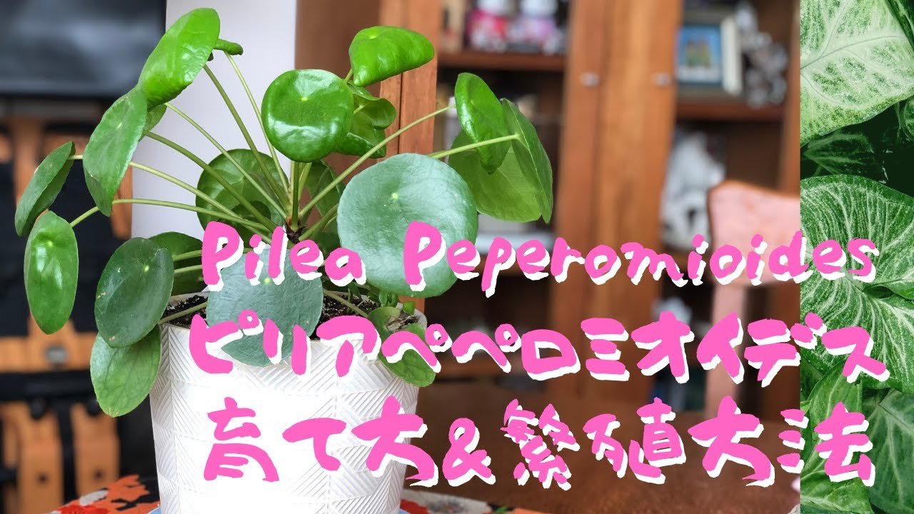 Pilea Peperomioides / House Plant / How to grow ピリアペペロミオイデス (植物紹介・育て方・繁殖）