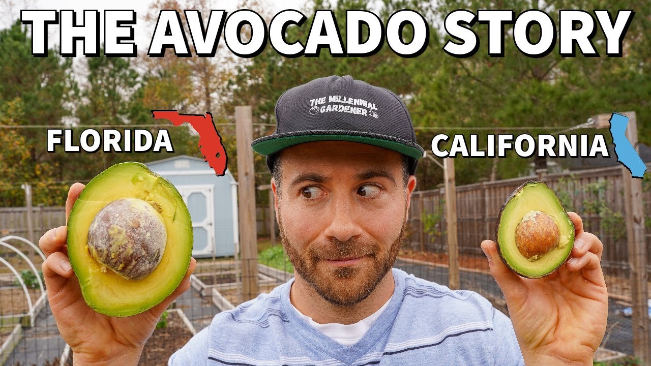 The Incredible TRUE STORY Of The Avocado!