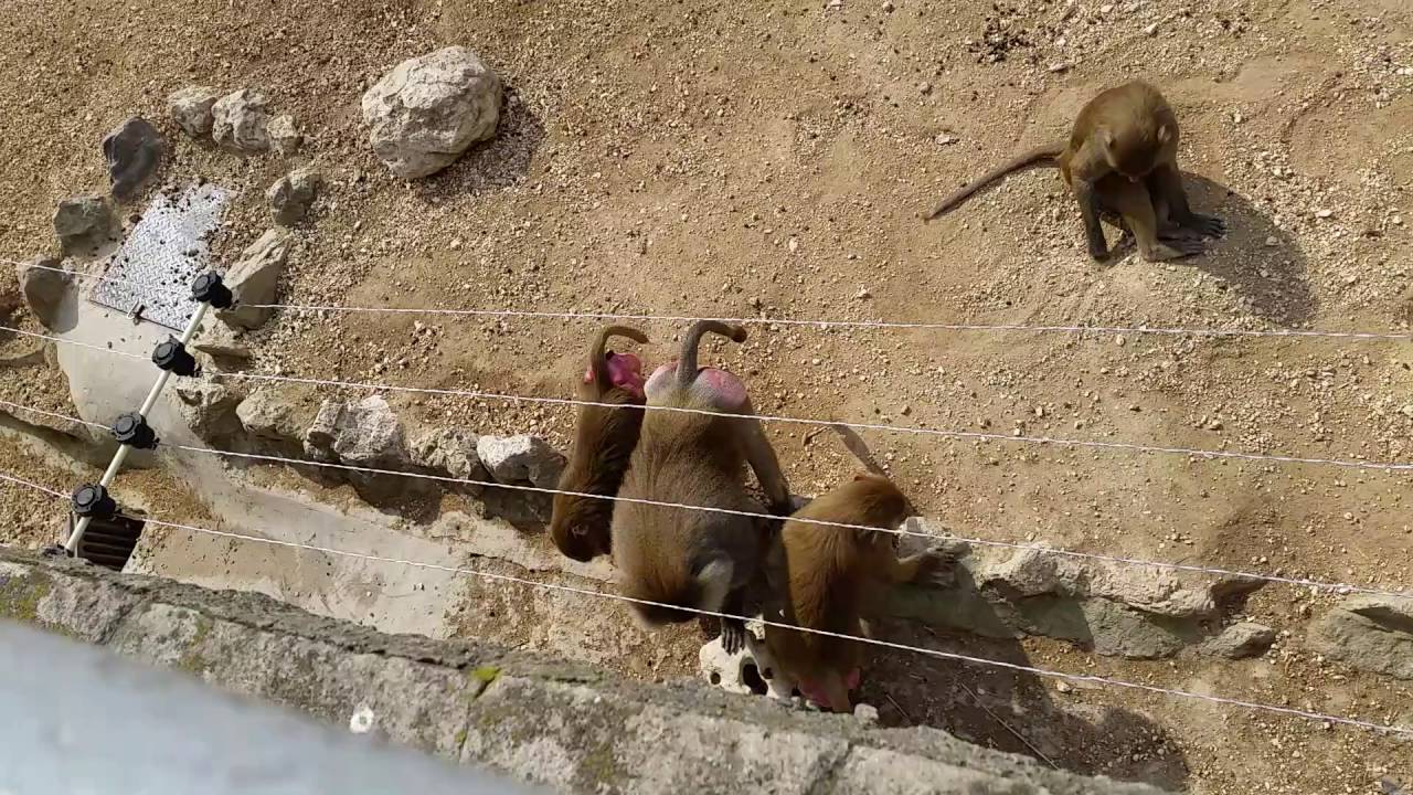 Monkeys are playing and pee at budapest zoo