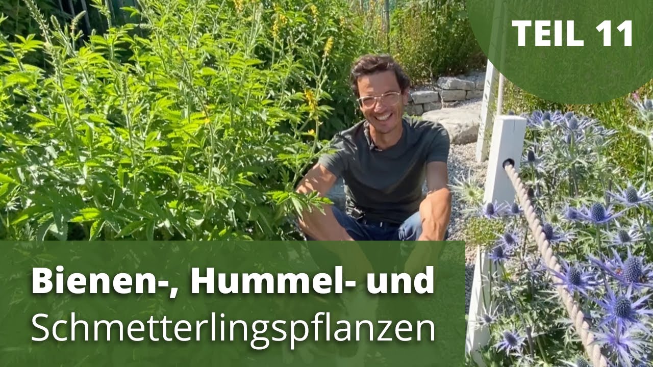 Bienen-, Hummel- und Schmetterlingspflanzen
