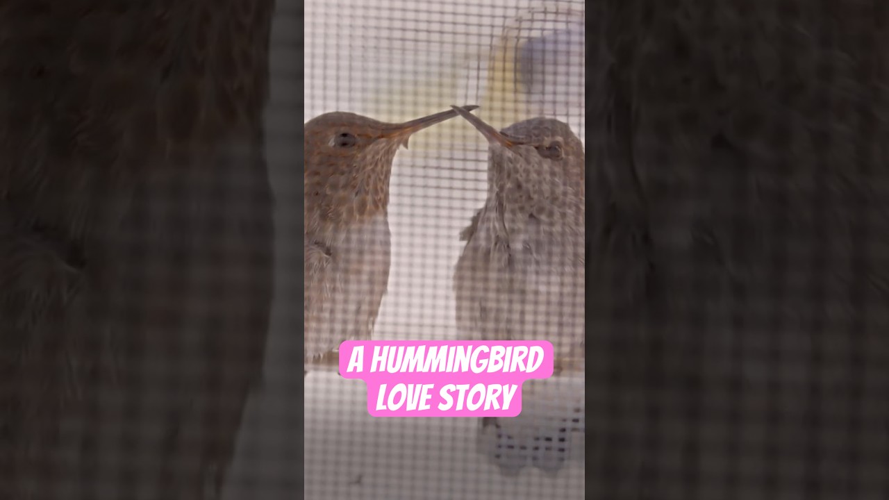 A hummingbird love story 💕  #naturepbs #hummingbird #bird #lovestory #pbs