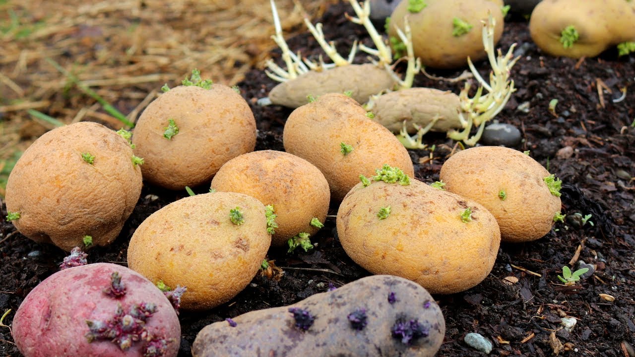 How We Plant Potatoes for a Great Yield
