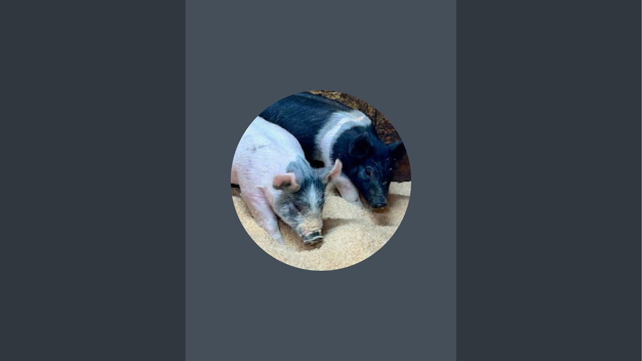 Life on Karen's Crazy Farm. #Homesteading, #pigmom, #rabbits, #chickens